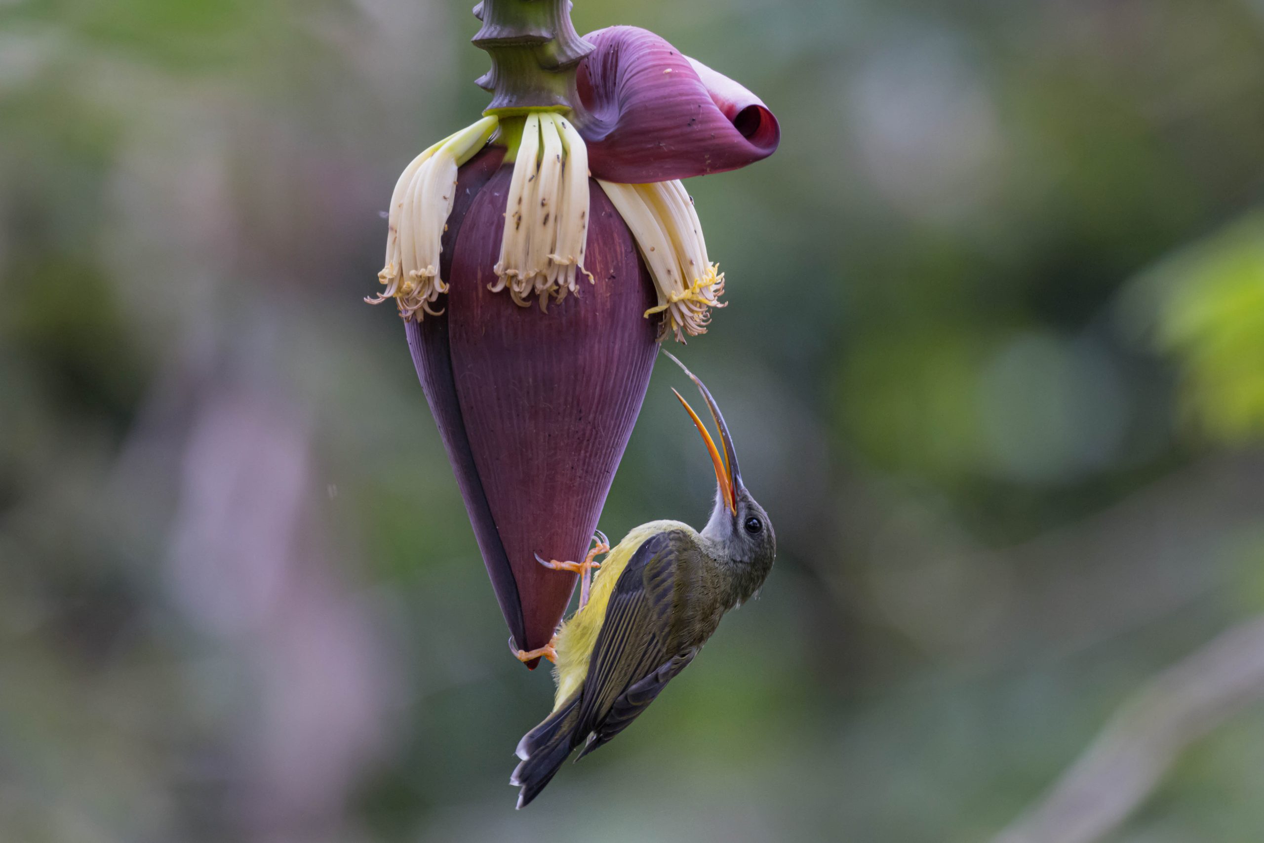 Bali, Bird, Highlights, Indonesia, Little Spiderhunter, Sanda, website