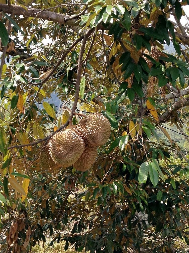 durian
