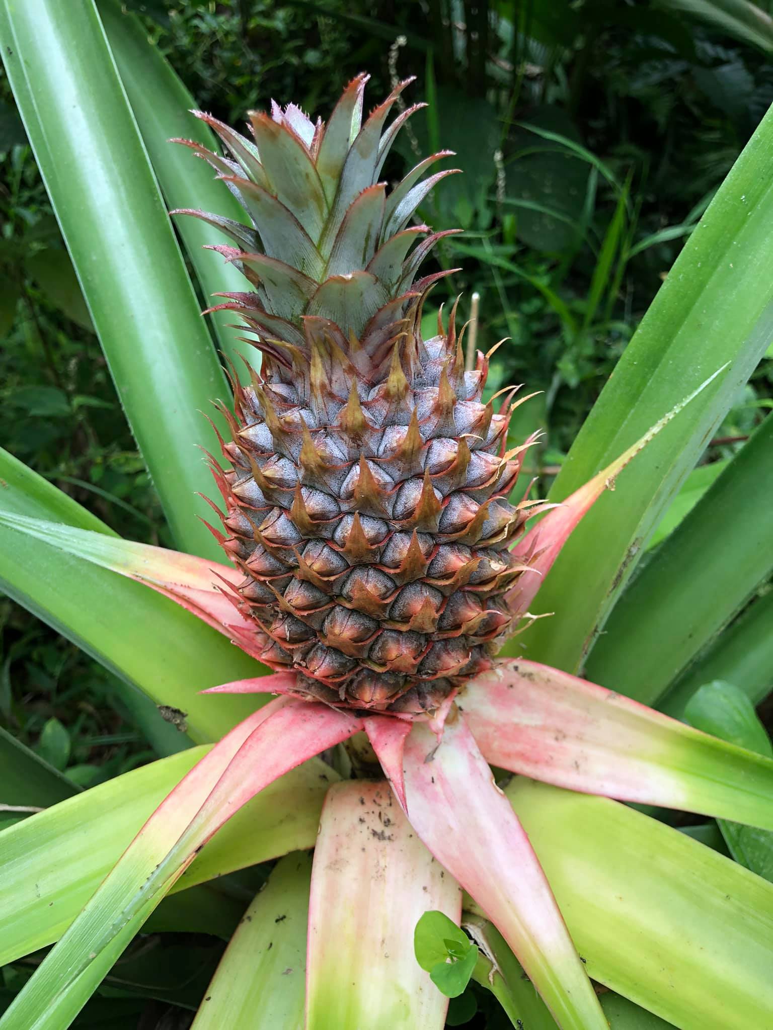 pineapple
