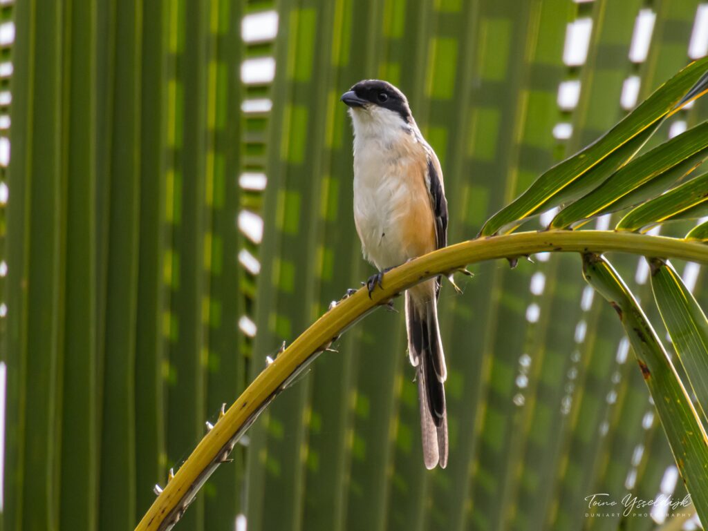 Long-tailed Shrike (male)