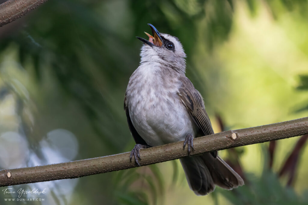 Yellow-vented Bulbul (juvenile)