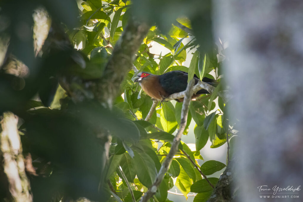 Chestnut-breasted Malkoha