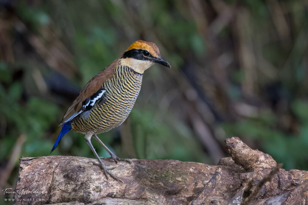 Javan Banded Pitta (female)