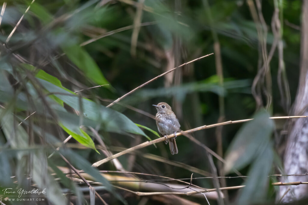 Fulvous-chested Jungle Flycatcher (juvenile)