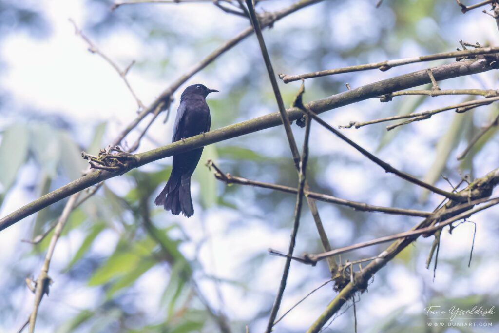 Drongo Cuckoo