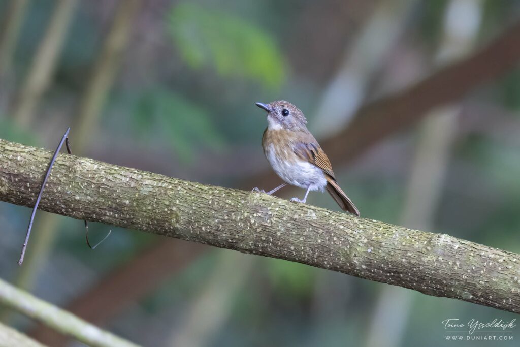 Fulvous-chested Jungle Flycatcher