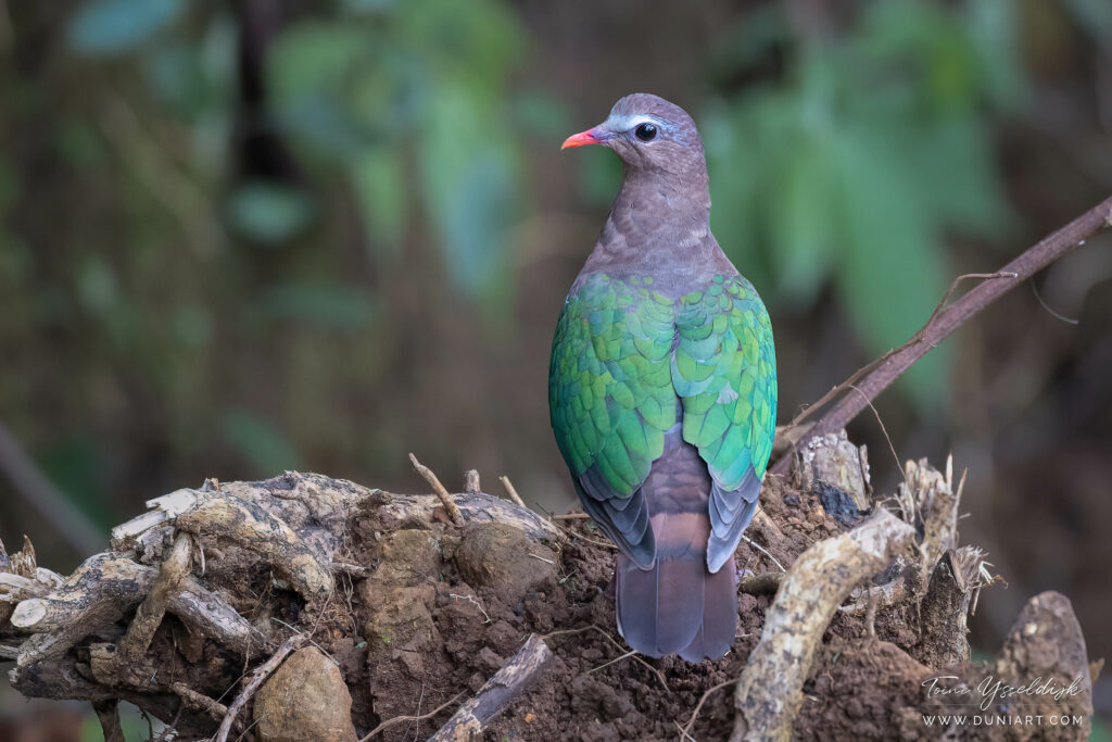 Common Emerald Dove