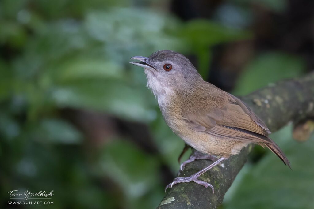 Horsfield's Babbler