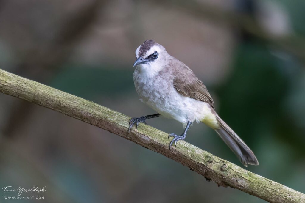 Yellow-vented Bulbul