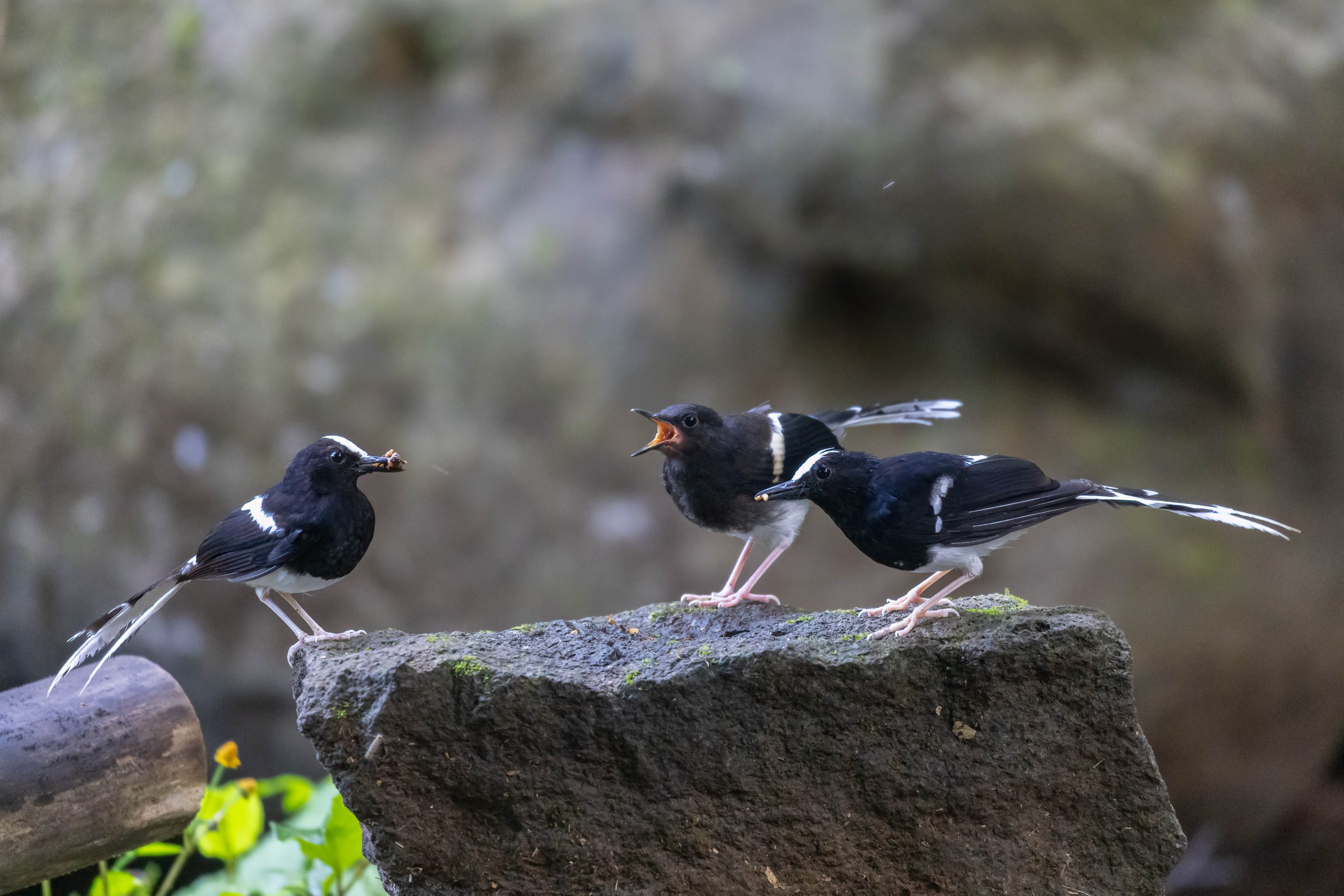 Bali, Bird, Indonesia, Sanda