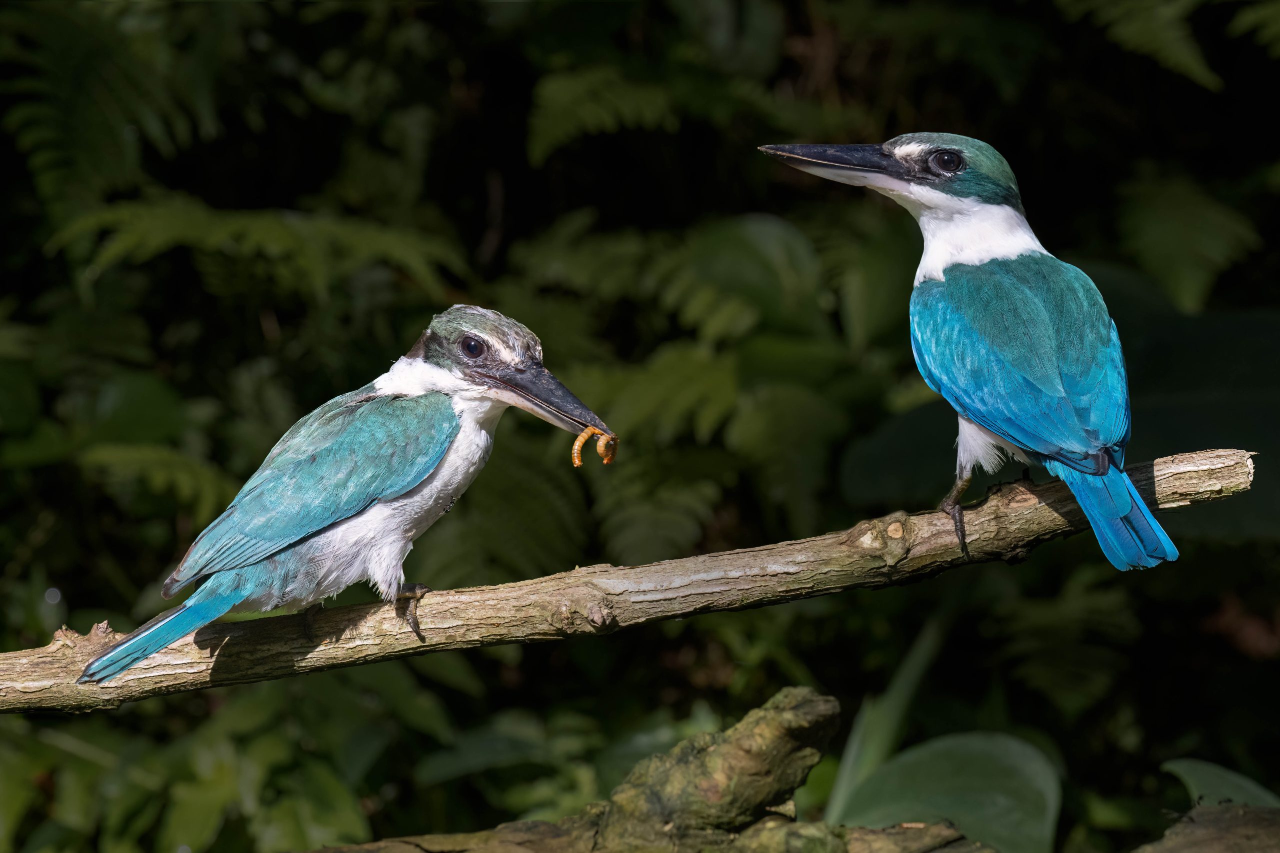 Collared Kingfisher